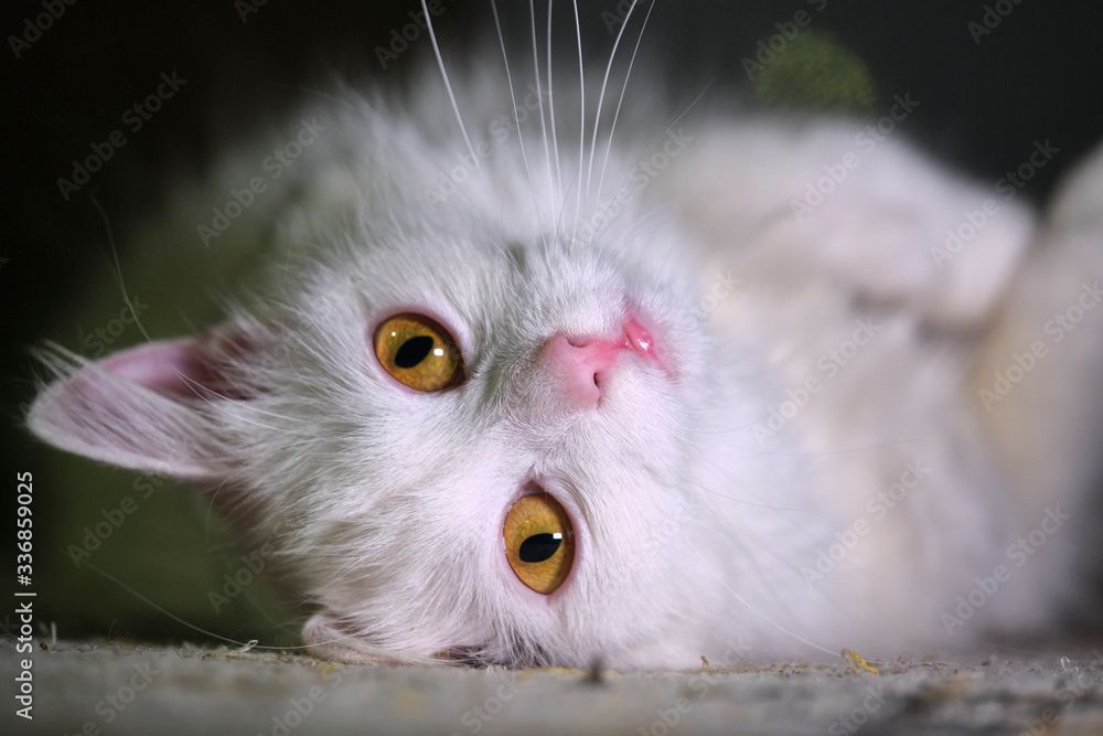 Naklejka premium white cat with yellow eyes close-up