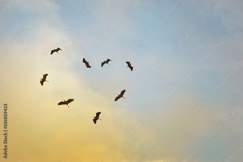 birds in flight on colorful sky in the evening / morning