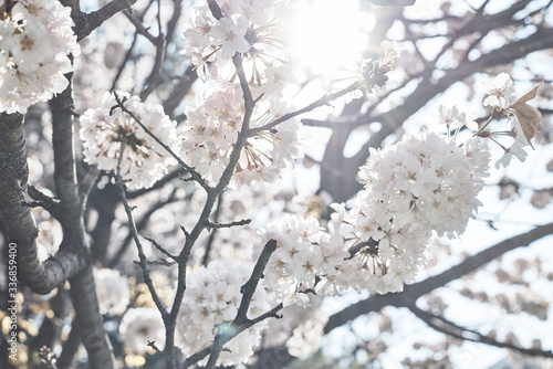 blooming cherry blossom