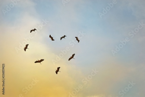 birds in flight on colorful sky in the evening / morning