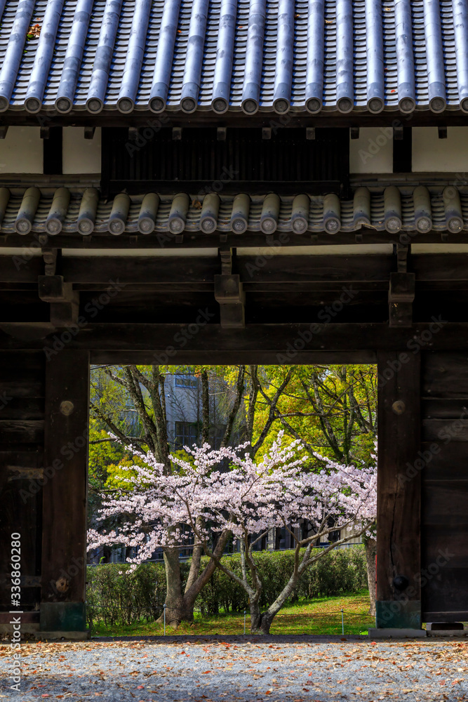舞鶴公園の桜 舞鶴公園の桜