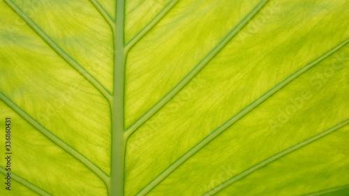 Green floral background. The structure of the tropical leaf. The texture of the leaves