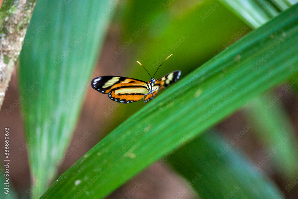 Naklejka premium Butterfly photographed in Burarama, in Espirito Santo. Southeast of Brazil. Atlantic Forest Biome. Picture made in 2018.