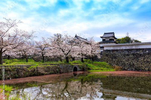 舞鶴公園の桜