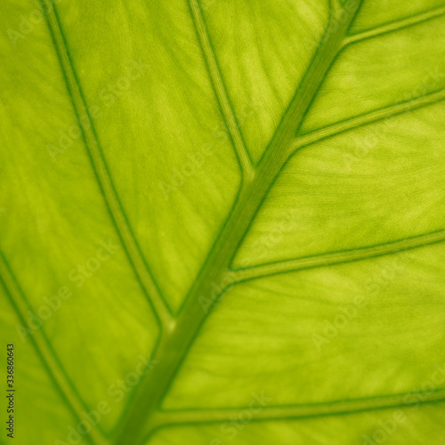 macro shot of a bright green leaf with an unusual structure. clutches of plants. Natural texture, botany. green natural background