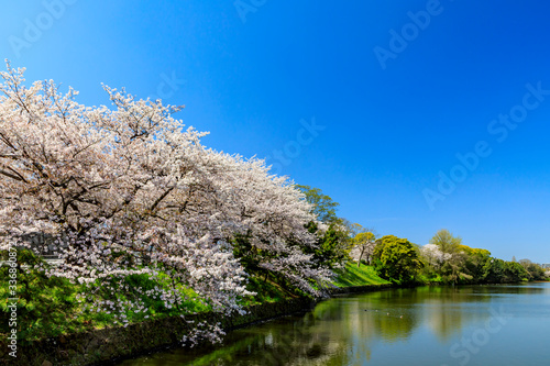 舞鶴公園の桜