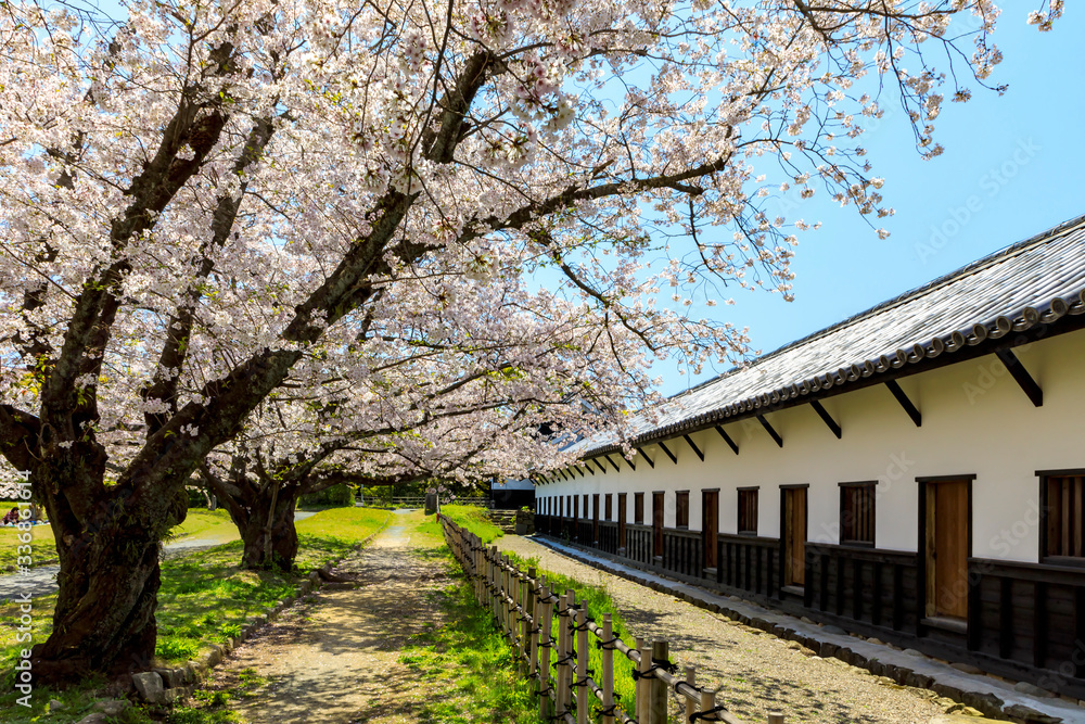 舞鶴公園の桜