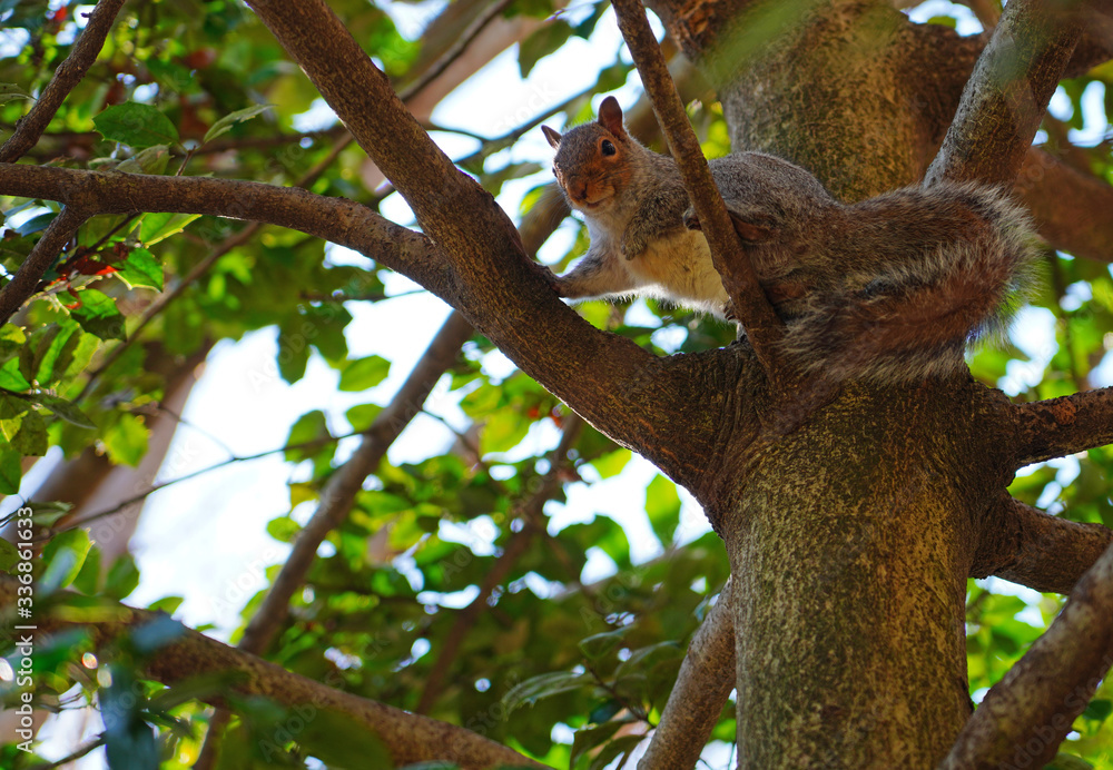 Obraz premium Furry Eastern gray squirrel (sciurus carolinensis) on a tree in New Jersey