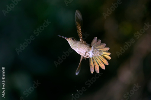 Sombre Hummingbird photographed in Burarama, in Espirito Santo. Southeast of Brazil. Atlantic Forest Biome. Picture made in 2018.
