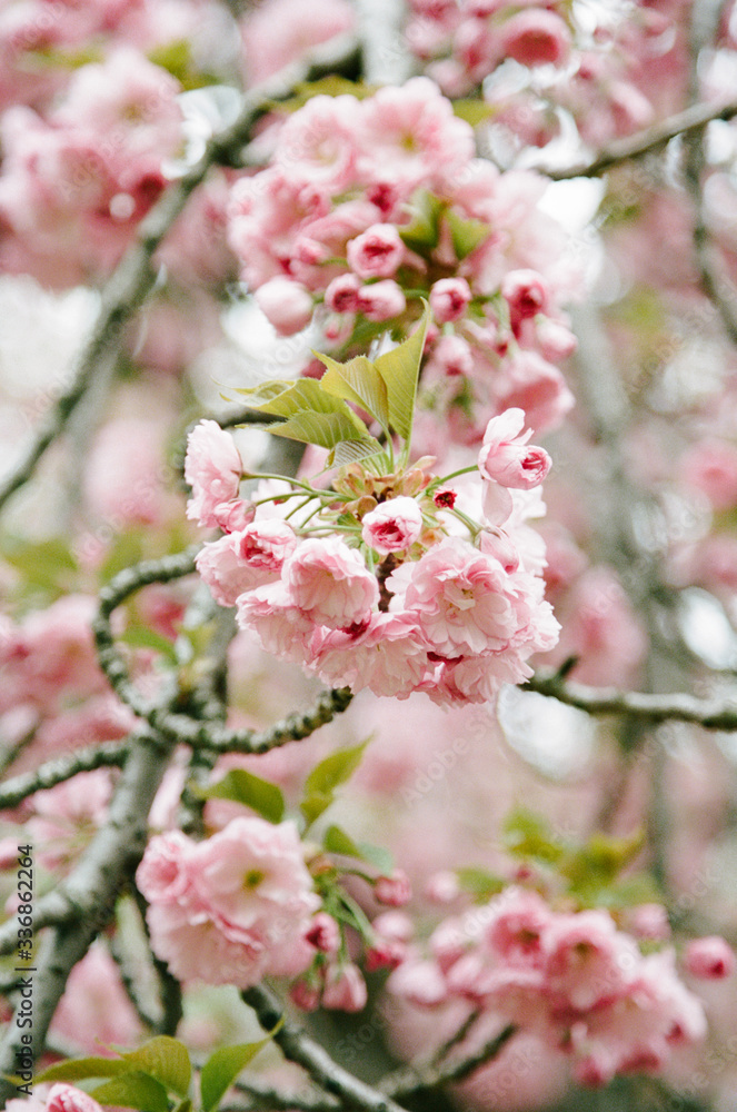 A beautiful branch of impeccable cherry tree blossoms