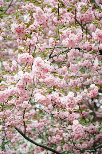 A cherry tree in full bloom