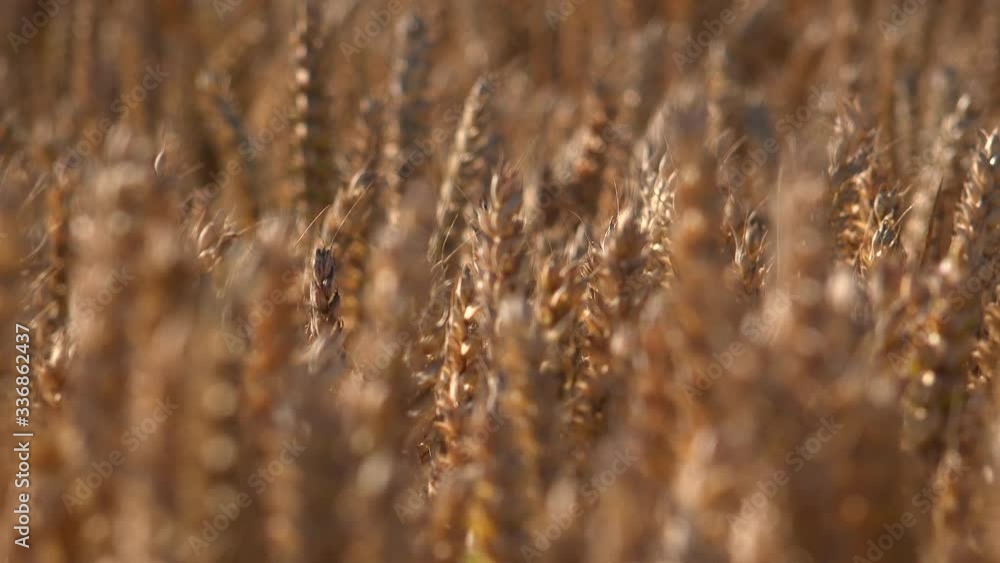 Wheat field golden background blowing in the wind England UK 4K Wheat field golden background blowing in the wind England UK 4K