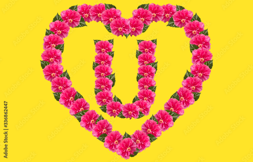 Alphabet U Design using Pink Hibiscus Flower and love shape on isolated Background. China Rose love shape letter.Double headed Pink Hibiscus font