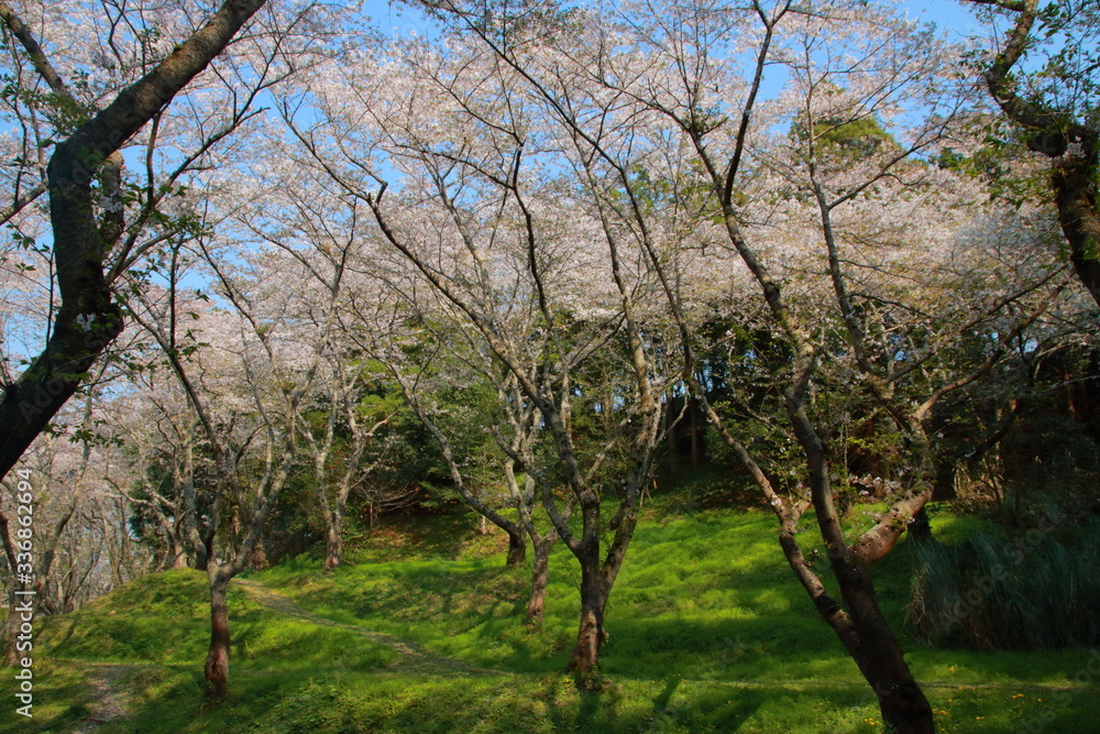 桜と春と青春と輝く絶景
