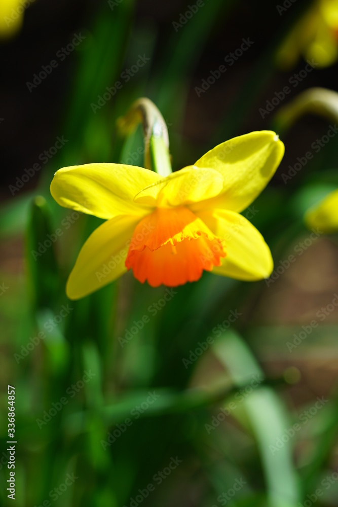 Yellow and orange narcissus daffodil flowers growing in the garden Yellow and orange narcissus daffodil flowers growing in the garden