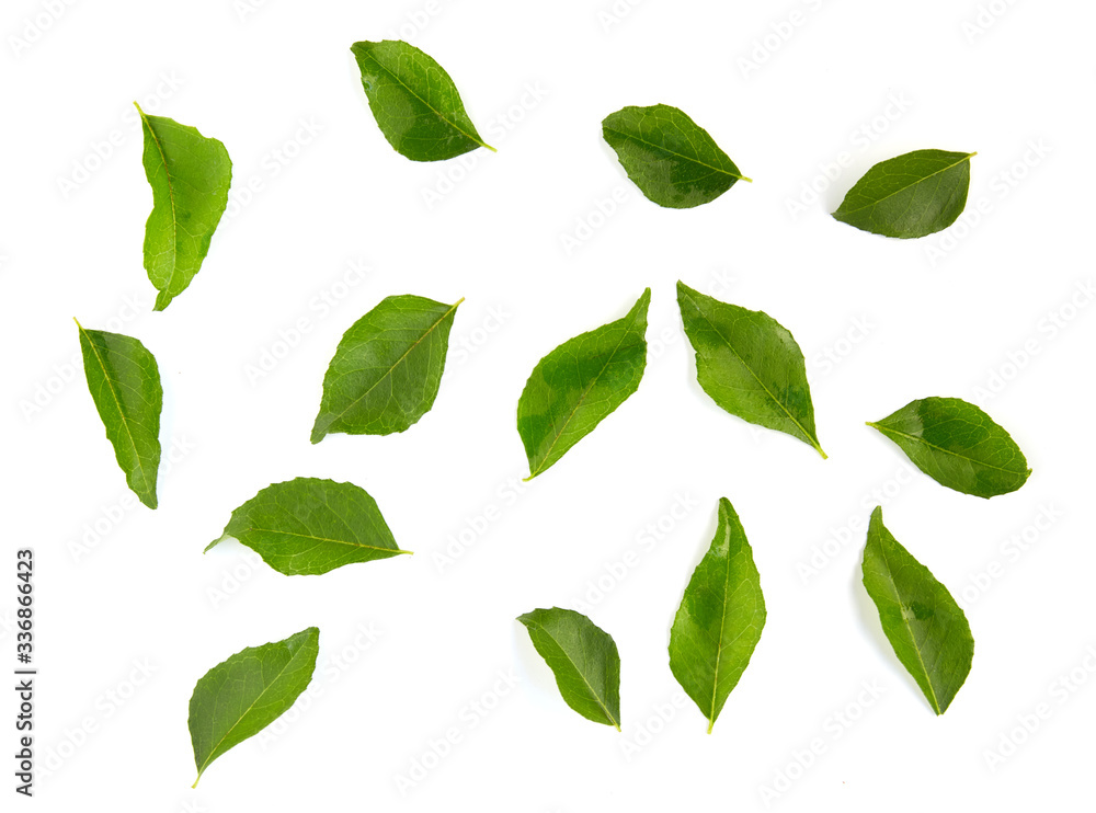 Curry leaves isolated on white background. Curry leaves isolated on white background.