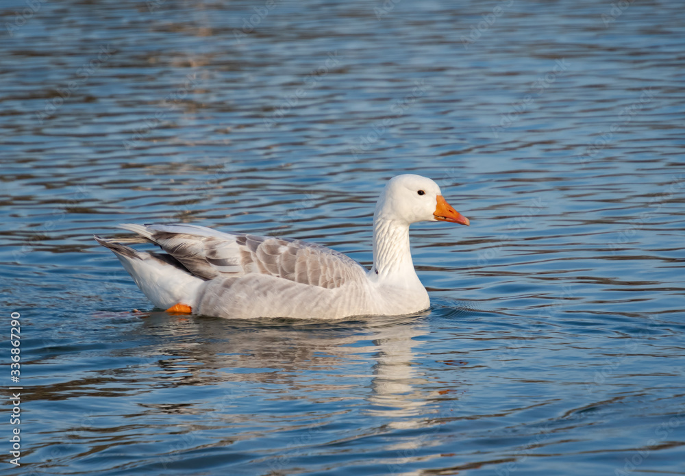 Greylag Goose swimming on Garden Lake in Rome Georgia.
Greylag Goose swimming on Garden Lake in Rome Georgia.