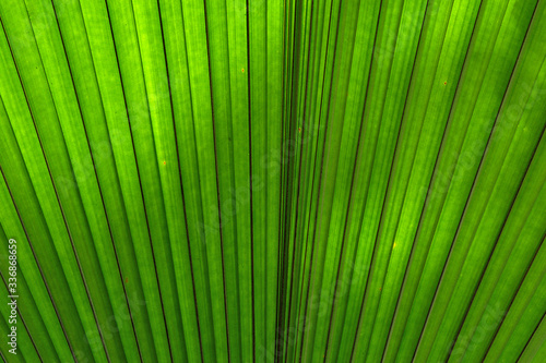 Lighting shadows effects leaves palm