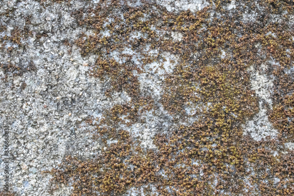photo of moss on an old brick texture. photo of moss on an old brick texture.