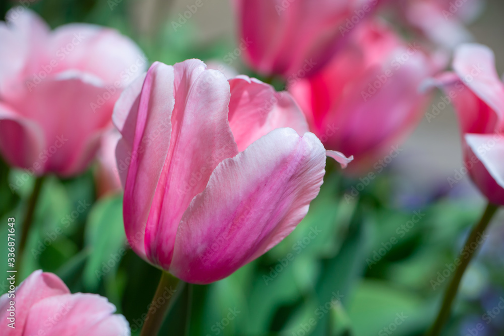 Fototapeta premium Pink tulips in a spring flower bed