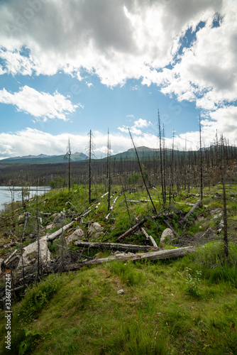Forest after Wildfire with Bare Trunks in Banff National Park 