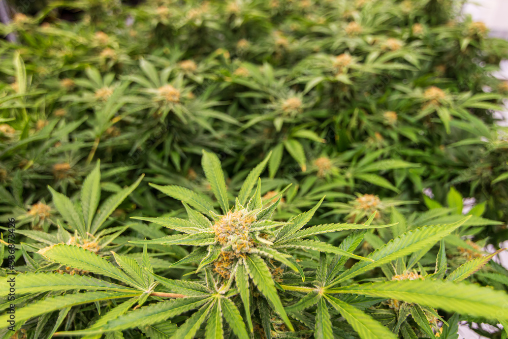 Indoor growing of marijuana plant leaves with trichomes showing cannabis plants green blurred background Indoor growing of marijuana plant leaves with trichomes showing cannabis plants green blurred background