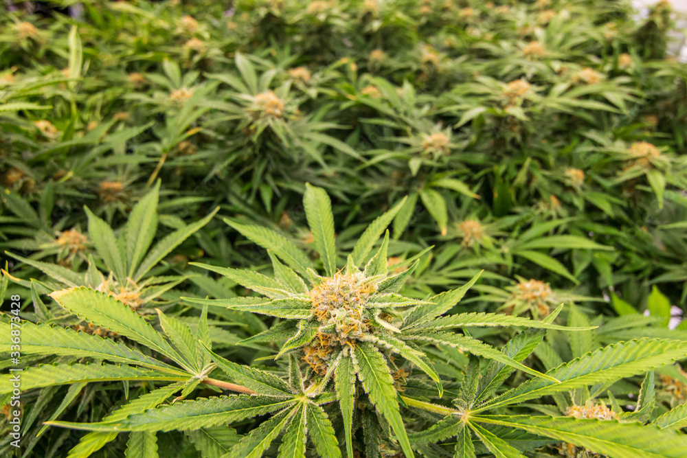 Indoor marijuana growing of cannabis plants with fresh green leaves green blurred background Indoor marijuana growing of cannabis plants with fresh green leaves green blurred background