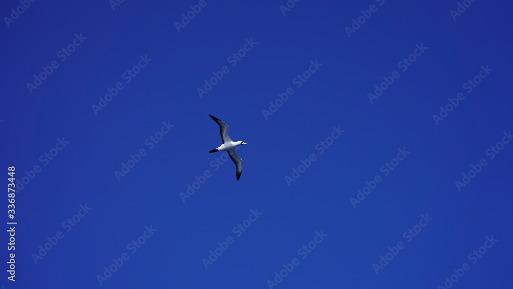 Albatross against a clear blue sky over the Pacific Ocean. close flying seagulls against the sky with clouds taiwan. bird flight freedom
Albatross against a clear blue sky over the Pacific Ocean. close flying seagulls against the sky with clouds taiwan. bird flight freedom