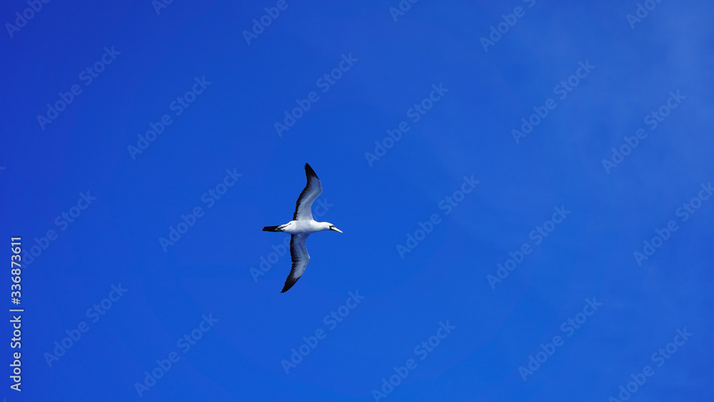 Albatross against a clear blue sky over the Pacific Ocean. close flying seagulls against the sky with clouds taiwan. bird flight freedom
Albatross against a clear blue sky over the Pacific Ocean. close flying seagulls against the sky with clouds taiwan. bird flight freedom