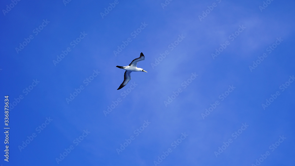 Fototapeta premium Albatross against a clear blue sky over the Pacific Ocean. close flying seagulls against the sky with clouds taiwan. bird flight freedom