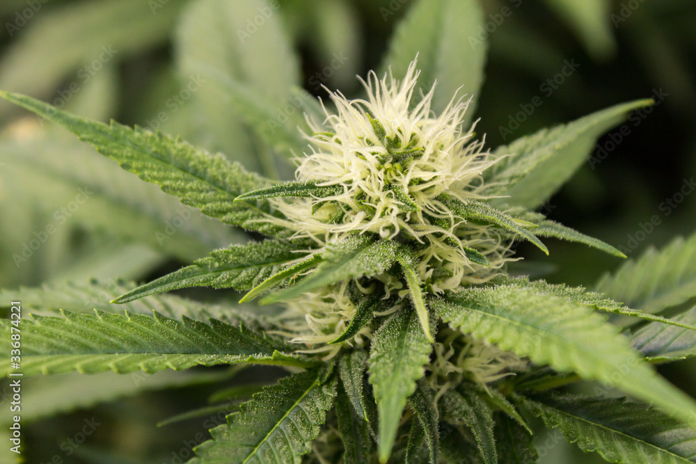 Mother marijuana Closeup green plant with blurred background showing trichomes & fan leaf cannabis plant Mother marijuana Closeup green plant with blurred background showing trichomes & fan leaf cannabis plant