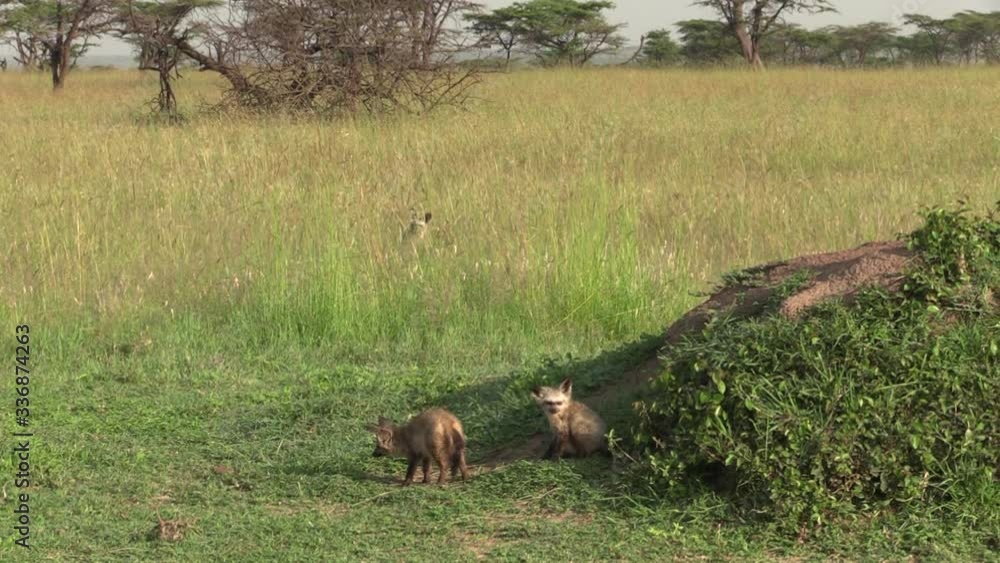 A beautiful bat eared family of foxes sitting by a mound on the ground - wide shot A beautiful bat eared family of foxes sitting by a mound on the ground - wide shot