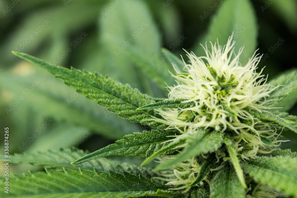 Fresh Mother marijuana Closeup green plant with blurred background showing trichomes & fan leaf cannabis plant Fresh Mother marijuana Closeup green plant with blurred background showing trichomes & fan leaf cannabis plant