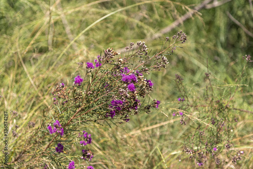 Invasive plant of fields and pastures in southern Brazil  Rosmaninus officinalis 