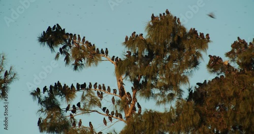 Migrating Thrush birds waiting on pine tree on clear sky day, static photo