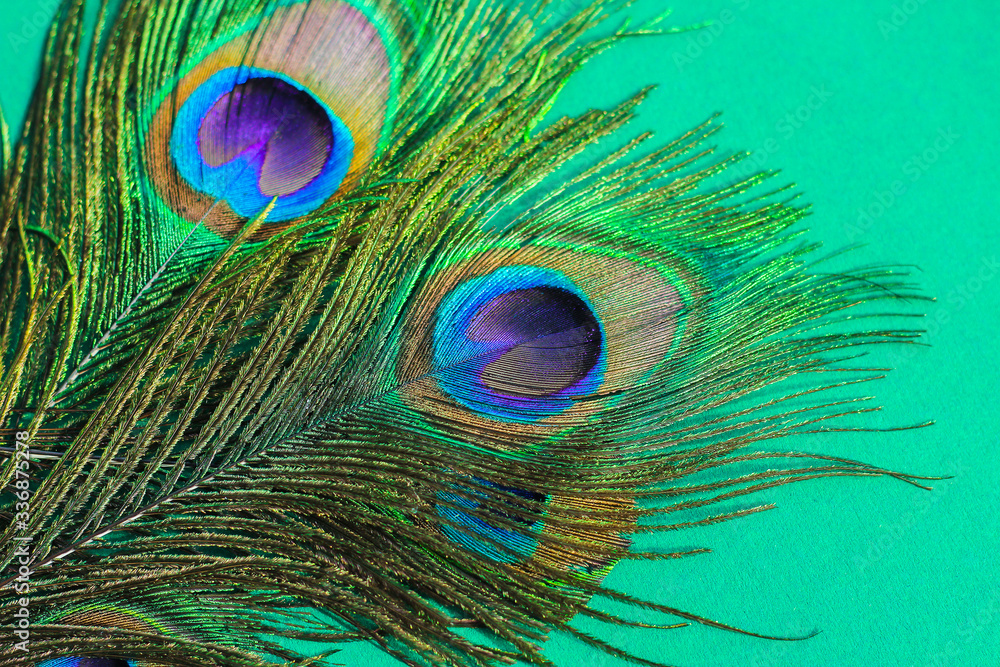 Obraz premium Colorful and Artistic Peacock Feathers. best texture background