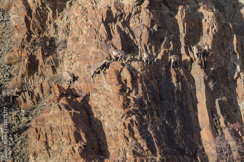 Bharal or Himalayan blue sheep or naur, Pseudois nayaur, climbing along a near-vertical rock face. photo