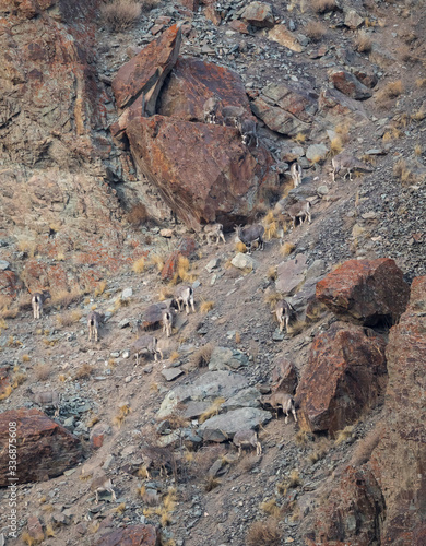 Bharal or Himalayan blue sheep or naur, Pseudois nayaur, standing on a rocky slope.