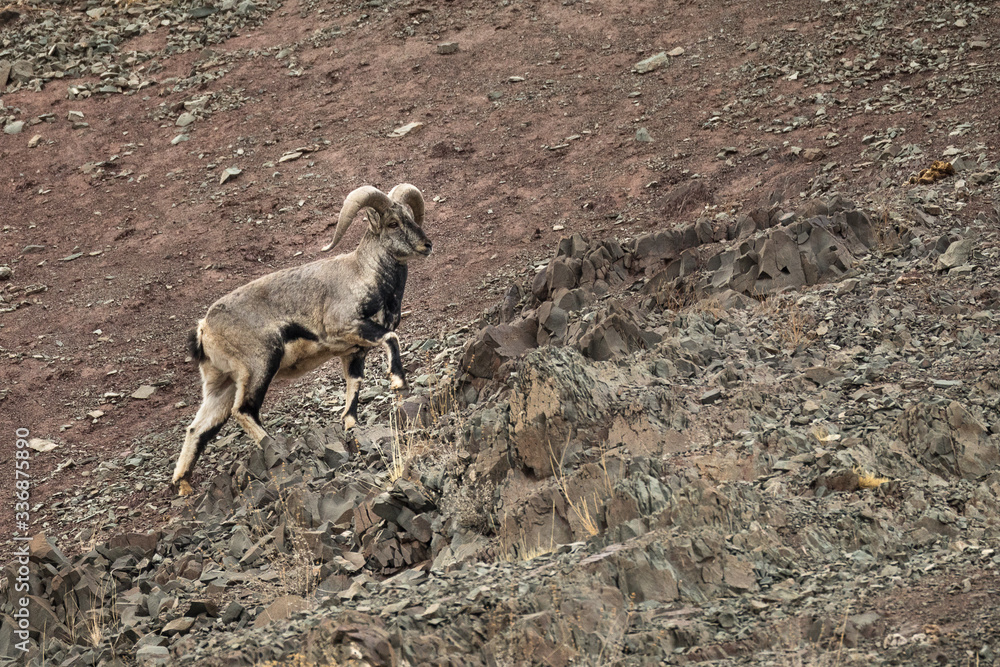 The bharal or Himalayan blue sheep or naur (Pseudois nayaur) walking. The bharal or Himalayan blue sheep or naur (Pseudois nayaur) walking.