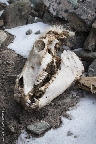 Skull of a horse or pony in a stream bed in Stok Valley, Hemis National Park, Leh, India.