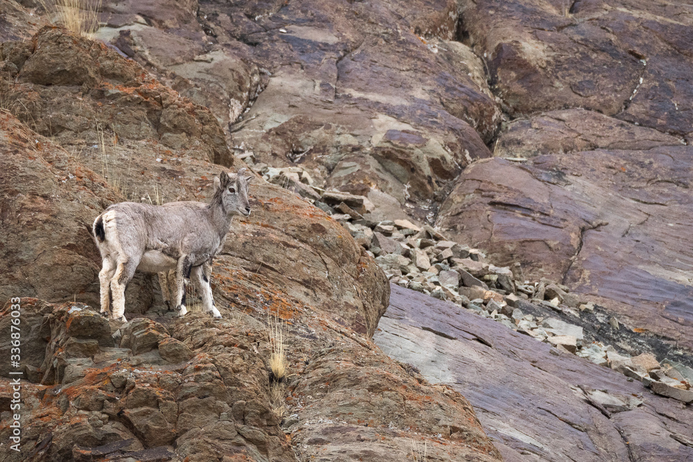 A young bharal or Himalayan blue sheep or naur (Pseudois nayaur).