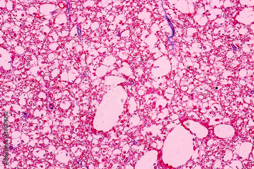 Education anatomy and Histological sample of Human under the microscope. 