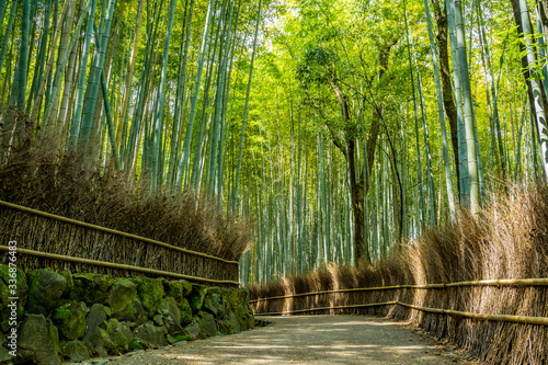 京都・嵐山の竹林 日本