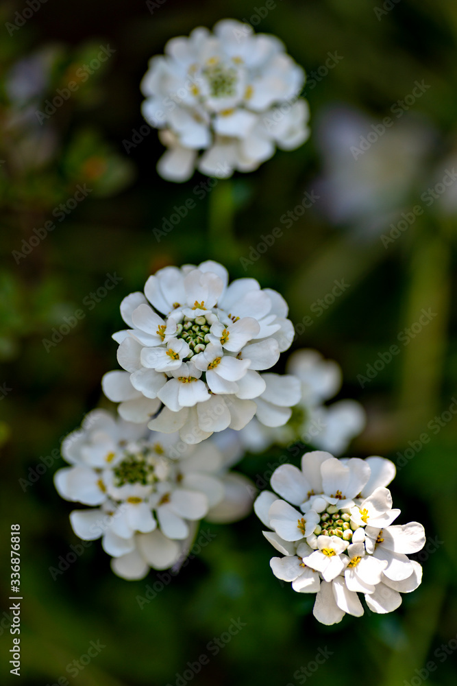 Full blooming of candytuft (Iberis) in Japan in spring Full blooming of candytuft (Iberis) in Japan in spring