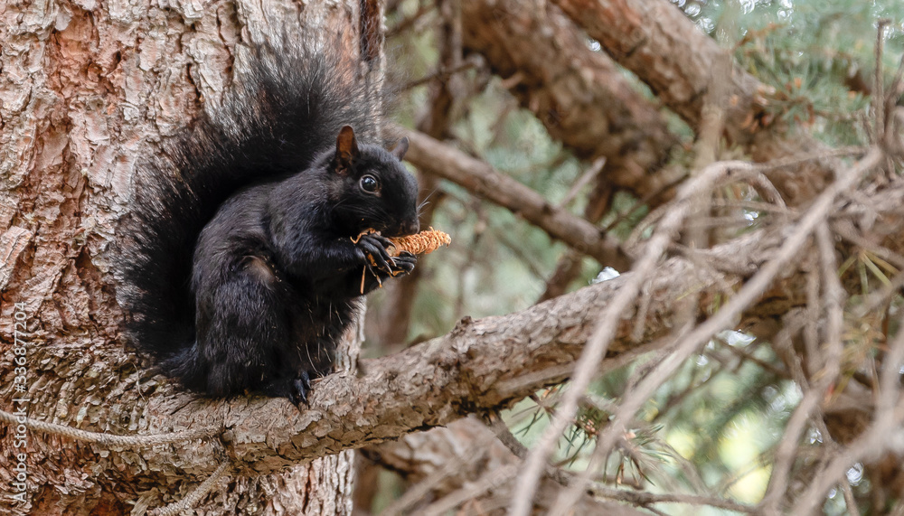 Obraz premium Black Squirrel Eating an Acorn
