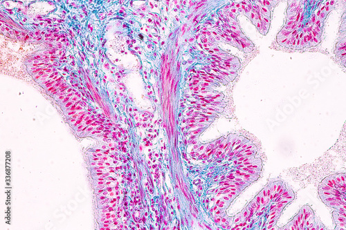 Education anatomy and Histological sample of Human under the microscope.
 photo