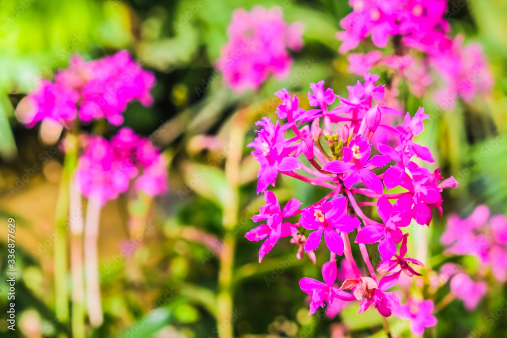 beautiful flower with garden background beautiful flower with garden background