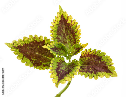 Solenostemon scutellarioides leaf(	Coleus, Painted nettle)Tropical leaves texture in garden,abstract nature colorful background,with clipping path. photo