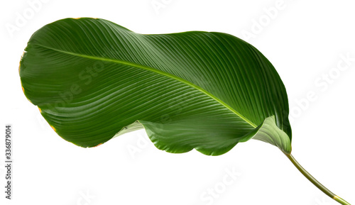 Calathea lutea foliage,(Cigar Calathea, Cuban Cigar),Calathea leaf,Exotic tropical leaf, isolated on white background.