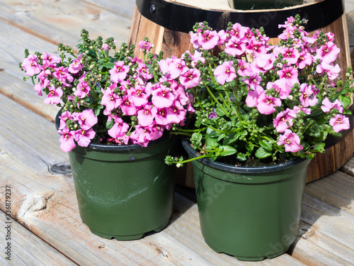 Pink diascia flowers in plastic pots on wooden deck ready to be planted